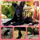Lola, Mix - Hündin