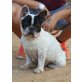 Lola-NOTFALL, Französische Bulldogge - Hündin