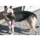 Lola, Schäferhund Mischling - Hündin