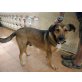 Lola, Schäferhund-Mischling - Hündin