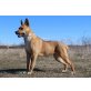 Lola, Schäferhund-Mischling - Hündin