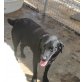 Lola, Schwarze Labrador Zaubermaus auf Kuschelkurs - Hündin