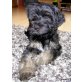 Lola, Tibet-Terrier Welpen - Hündin