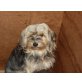 Lola, Yorkshire Terrier - Hündin