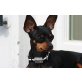 Lola, Zwergpinscher - Hündin