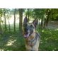 Lola, freundliche verschmuste (Einzel-)Hündin, Deutscher Schäferhund - Hündin