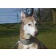 Lola, ruhige Podenco-Husky-Mischlingshündin - Hündin