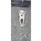 Lola sucht ein Zuhause - Hündin