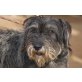 Lola, verschmust und brav - Hündin