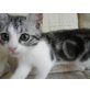 Lola, weiß grau/schwarz getigert - Katze