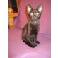 Lollipop,Tilli, Motti, Europäische Kurzhaarkatze - Kater
