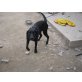 Lollo, Labrador Retriever - Hündin