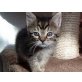 Lolly, Mini-Tigerin sucht ein Zuhause - Katze