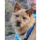 Lolo, Berger de Picardie Mix - Rüde