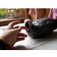 Loona, Graupapagei