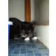 Loona, ehk&ehk - Katze