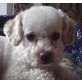 Loonie 2, Bichon Frisé-Hündin - Hündin