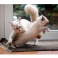 Loony, Ragdoll - Katze