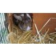 Loopi + Pinki, Kaninchen