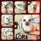 Lora, Chihuahua - Hündin