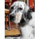 Lora, Setter-Mix - Hündin