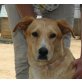 Loraine, Labrador Mix - Hündin