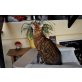 Lord, Bengalkatze - Kater