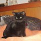 Lord Farquaad, Britisch Kurzhaarkatze - Kater