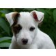 Lord Lancelot, Jack-Russell-Terrier Welpen - Rüde