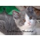 Lord Nelson, Britisch Kurzhaarkatze - Kater