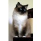 Lord, Siam/Birma  - Kater