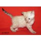 Lord Snow Bengal Kater Baby mit FIFe Stammbau, Bengalkatze - Kater
