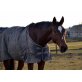 Lordan, Österreichisches Warmblut - Wallach