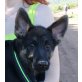 Lorena, Deutscher Schäferhund Welpen - Hündin