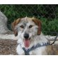 Lorena, Griffon Mix - Hündin