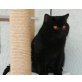Lorenzo, Britisch Kurzhaarkatze - Kater