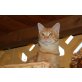Lorenzo, Schmusekater sucht Katzenfreund - Kater