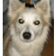 Lori 2, Spitz-Chihuhaha Mischling - Hündin