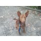 Lori, Schokobraune Schäferhund-Mix Hündin - Hündin