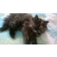 Lorin, Perser - Katze