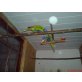 Loris - männlich