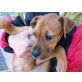 Lorna, Boxer Mix Welpen - Hündin