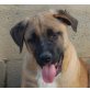 Lorna, Leonberger Schäferhund Mix Welpen - Hündin