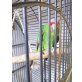 Loro, Gelbwangen Amazone - männlich
