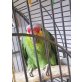 Loro, Gelbwangen Amazone - männlich