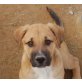 Lory, Leonberger Schäferhund Mix Welpen - Rüde