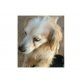 Lotta, Cockerspaniel-Mix - Hündin
