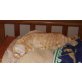Lotta, Mischling - Katze