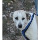 Lotta, Pyrenäen Berghund Mix - Hündin