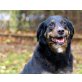 Lotta, Schäfi-Labbi-Mix - Hündin